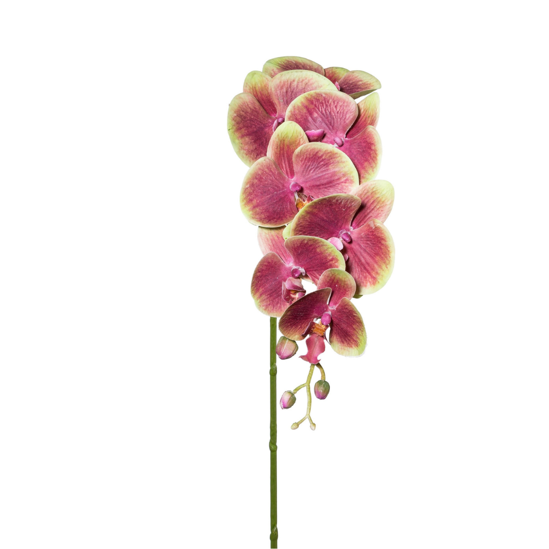 Orkide:phalaenopsis Grøn Lilla Real Touch H87 cm – Moving Flowers Orkide:phalaenopsis Grøn Lilla Real Touch H87 cm - Moving Flowers